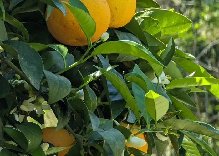 Maison De Famille Entre & Collines - Charme, Citronniers Et Tranquillite - Acces Marche Et Sentier 3 Min 펜션 멍똥