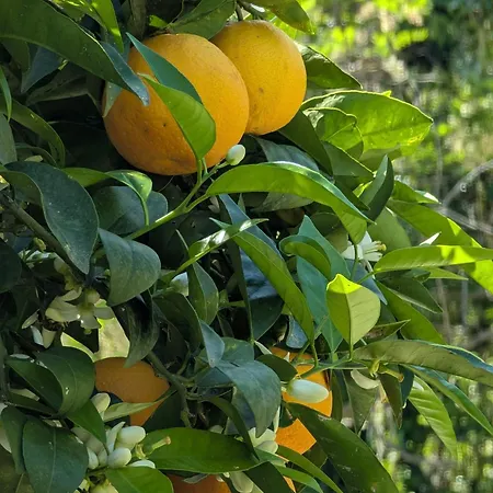 Maison De Famille Entre & Collines - Charme, Citronniers Et Tranquillite - Acces Marche Et Sentier 3 Min Prázdninový dům Menton